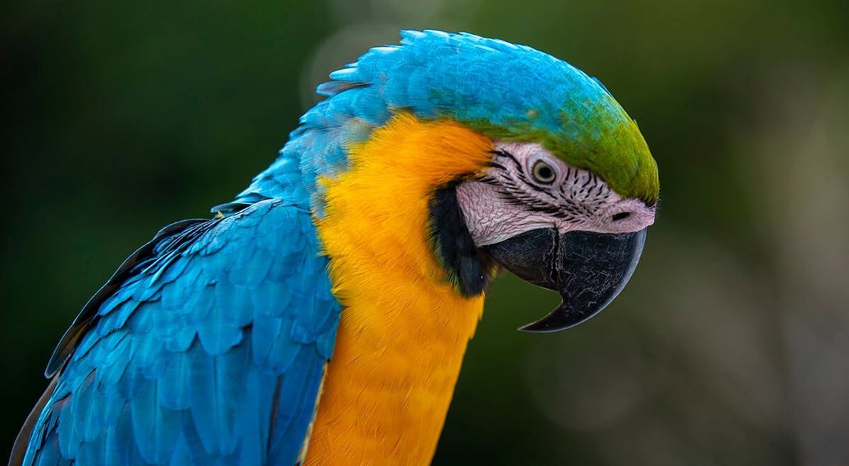 A blue-and-yellow macaw at close range