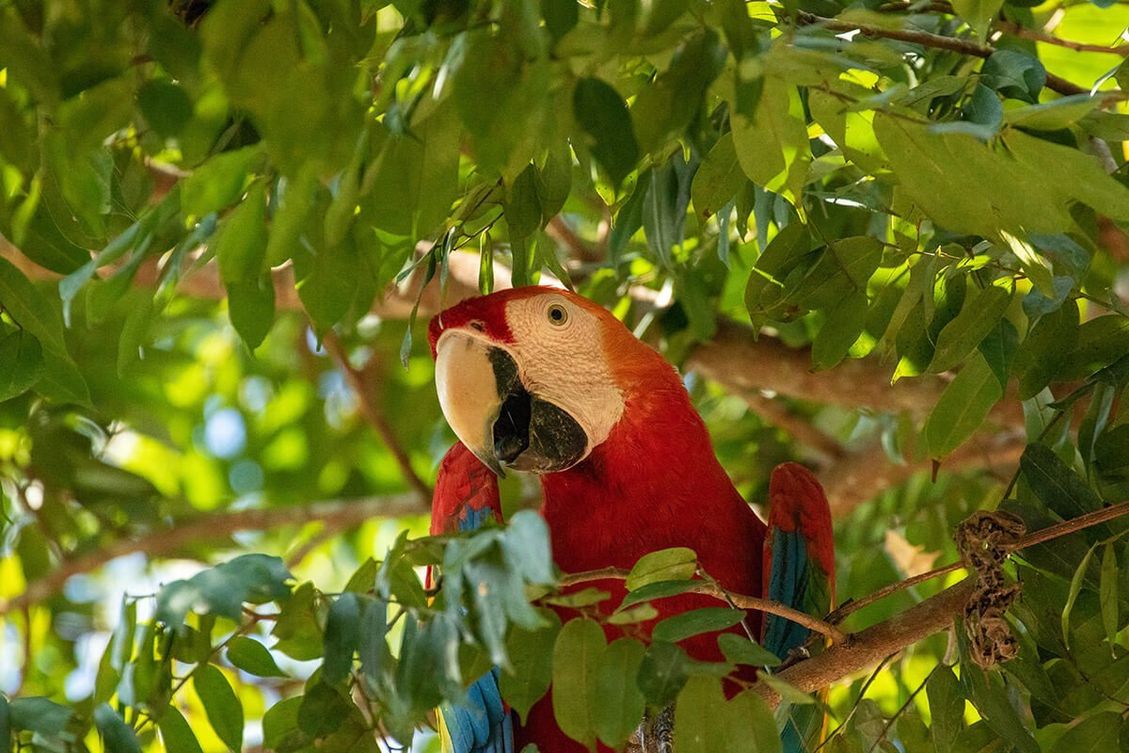 A scarlet macaw in the canopy