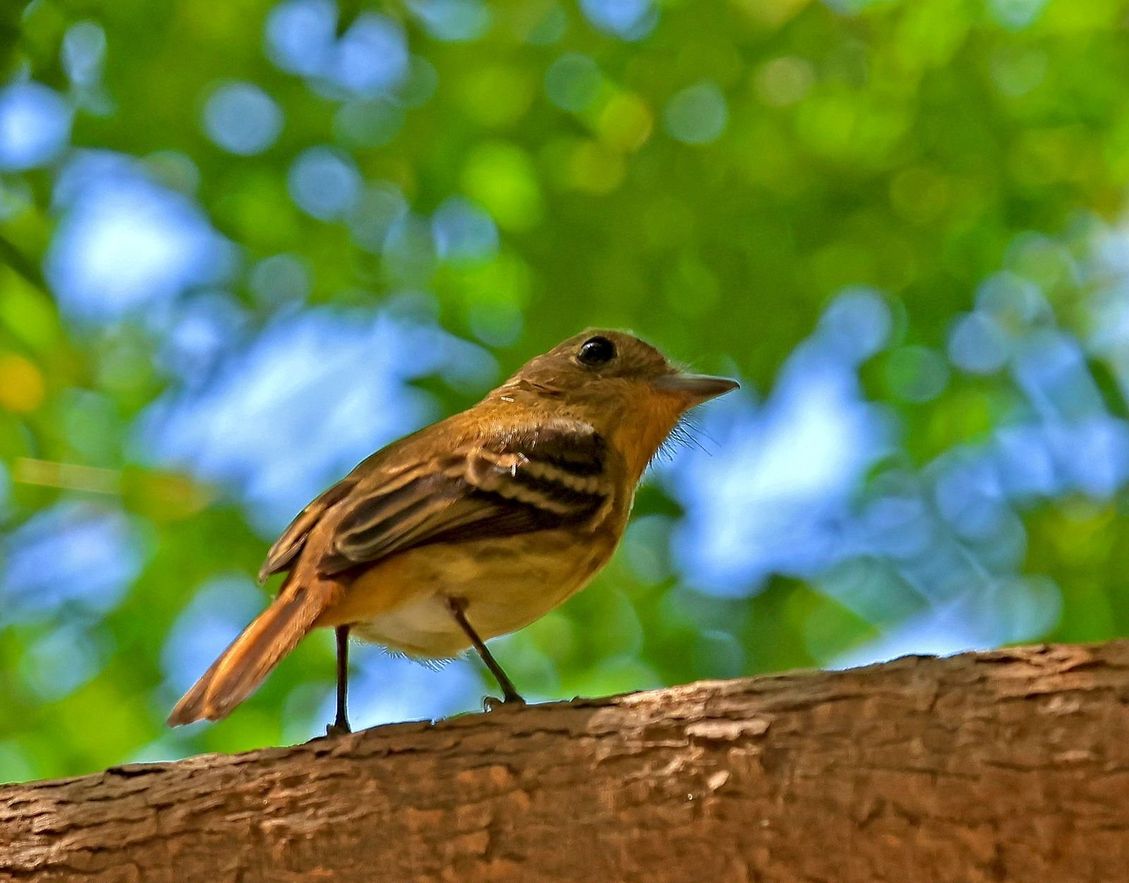A bird on a tree trunk in the understory