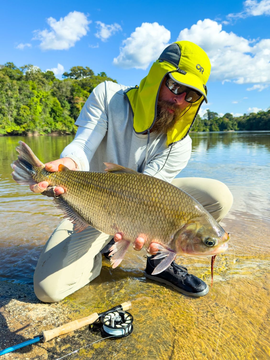 A jatuarana released in the shallows, photographed on the 2025 trip