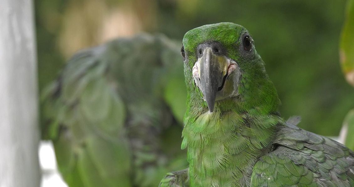 A parrot half hidden in foliage