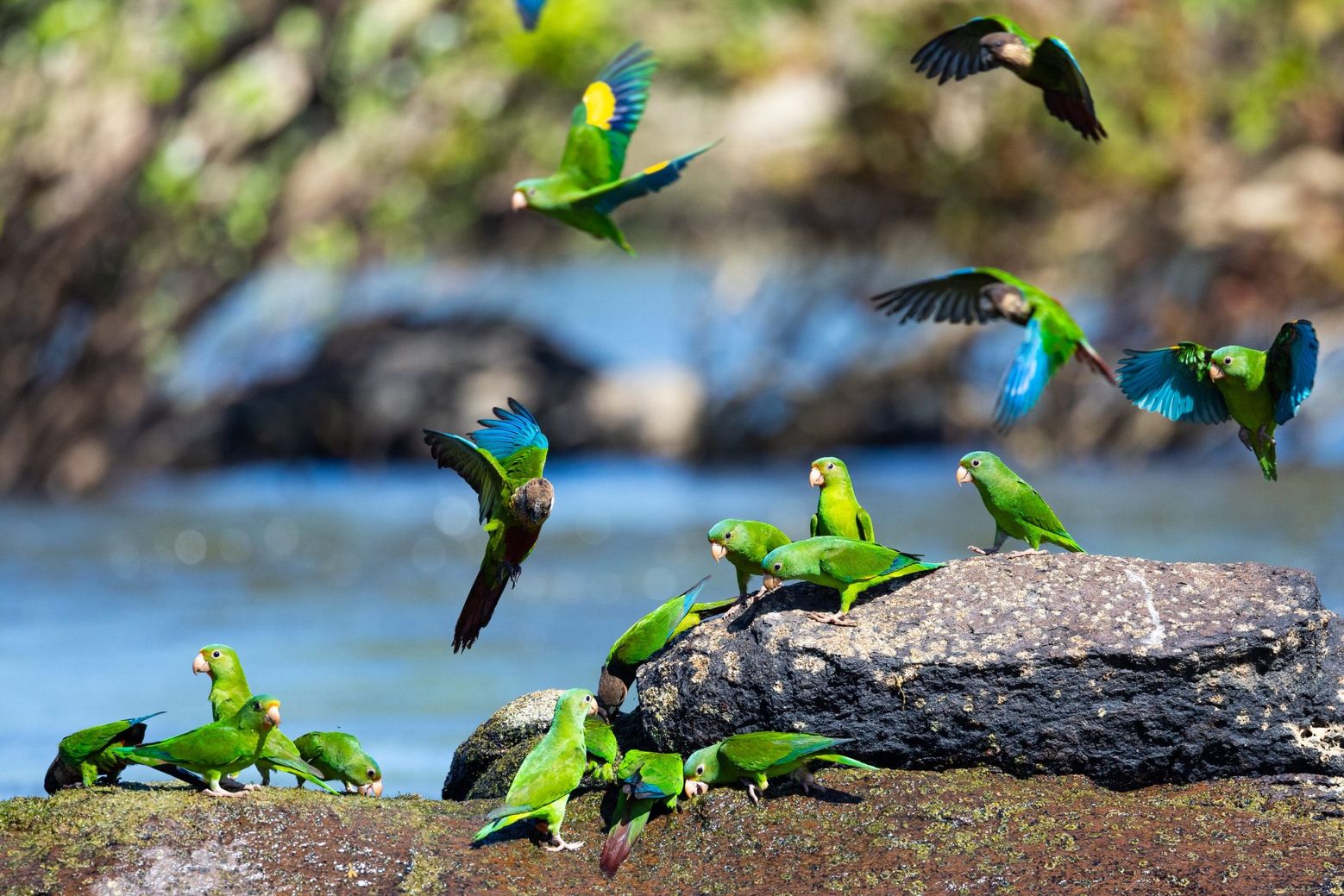 Parakeets perched and in flight over a rock in the river
